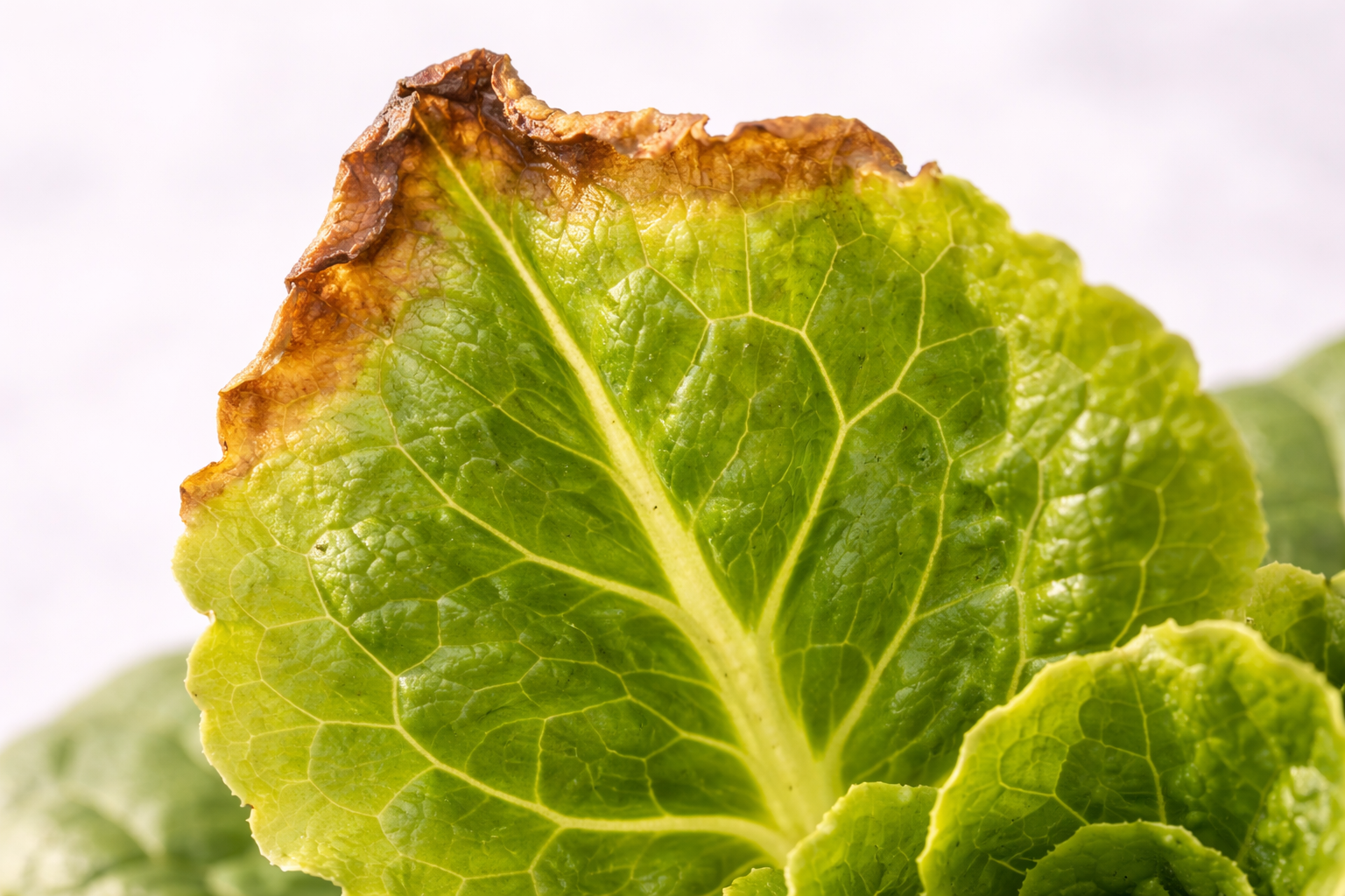 Hydroponic lettuce leaf showing nutrient burn with brown crispy tips and edges