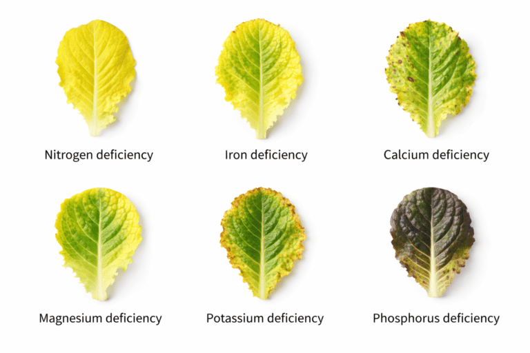 Six hydroponic plant leaves showing different nutrient deficiency symptoms including nitrogen iron calcium magnesium potassium and phosphorus