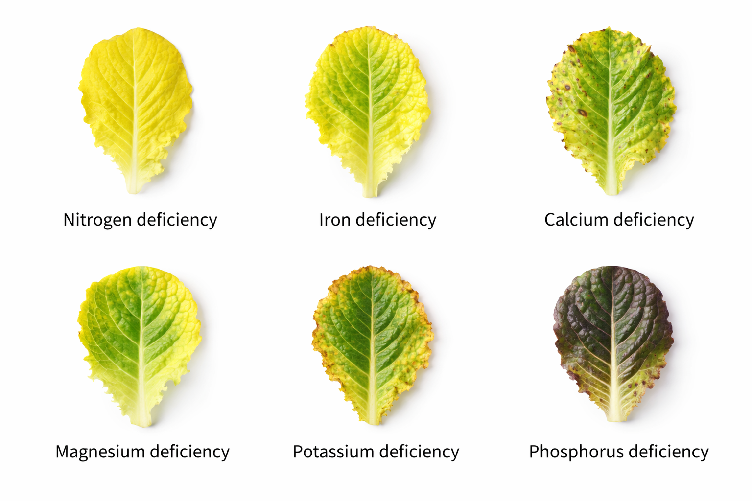 Six hydroponic plant leaves showing different nutrient deficiency symptoms including nitrogen iron calcium magnesium potassium and phosphorus