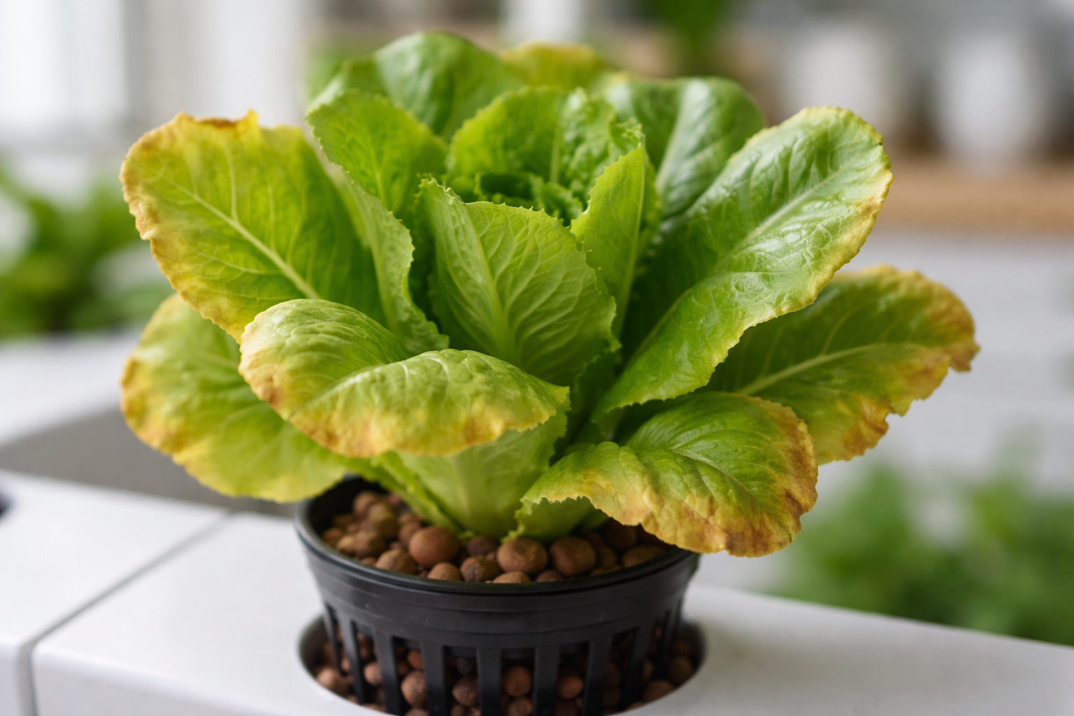 Hydroponic lettuce plant with yellow leaves growing in a net pot showing signs of nutrient deficiency