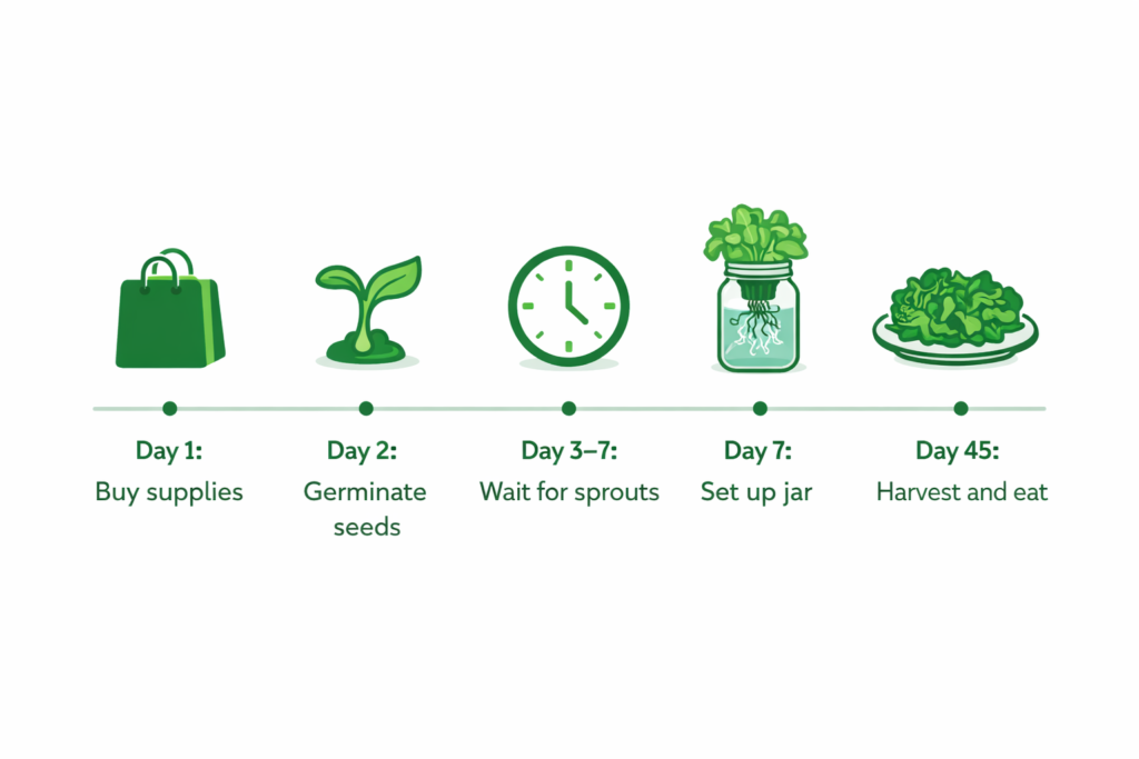 Five step timeline showing the hydroponic growing process from buying supplies to harvest in 45 days