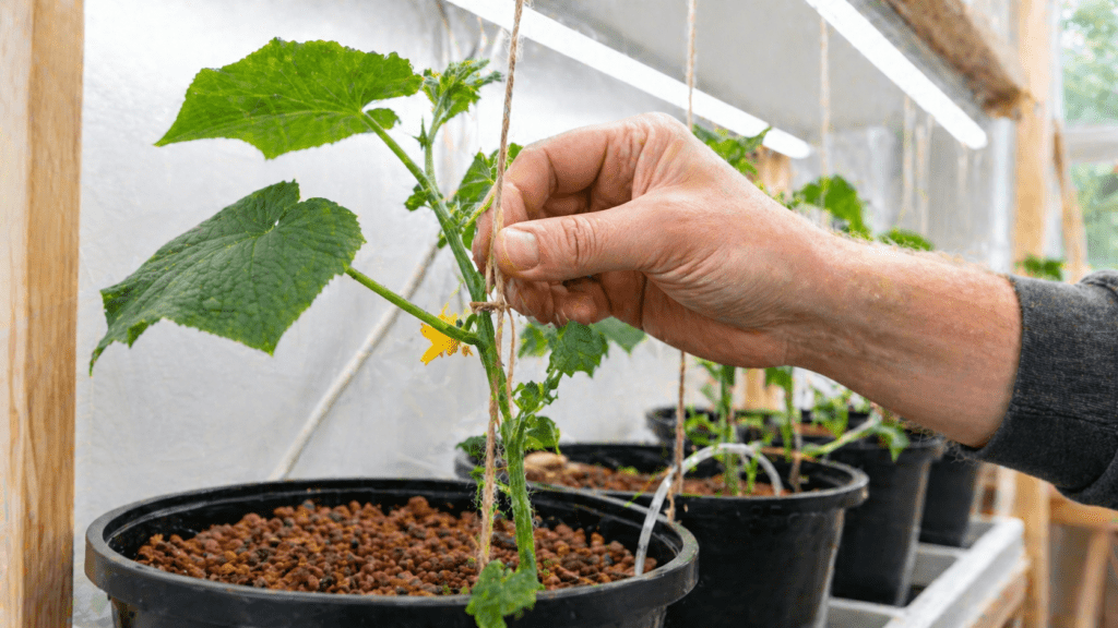 Trellising a hydroponic cucumber plant in a UK Dutch bucket system